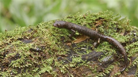 Exotic species in the Amazon rainforest – amphibians - CGTN