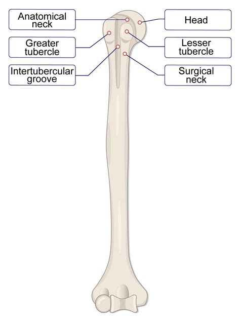 Humerus Bone (Lesson) – Human Bio Media