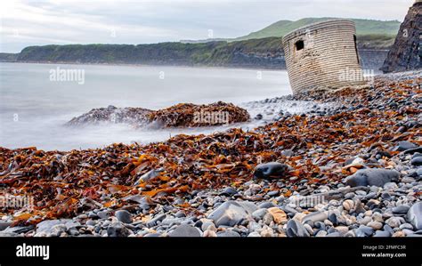 Kimmeridge Bay fossil hunting, Dorset, UK Stock Photo - Alamy