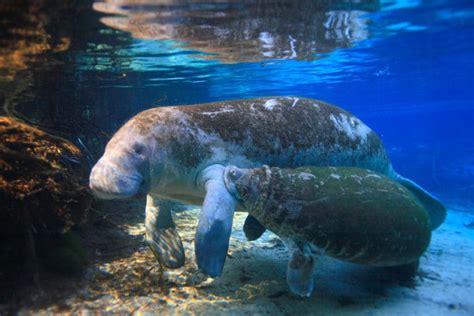 Manatee Facts | Save the Manatee Club