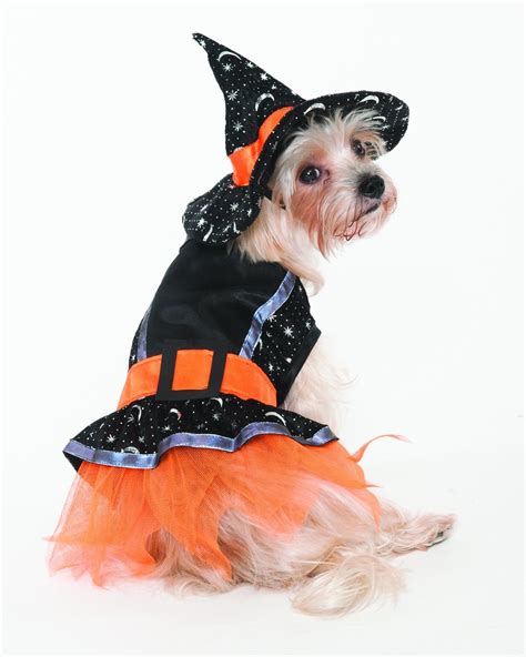 Fashion Pet Halloween Witch Costume for Dogs, Medium | Witch halloween ...