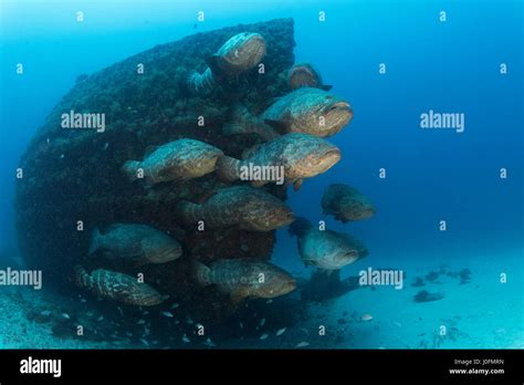 Goliath grouper during spawning aggregation between the months of August and October Stock Photo ...