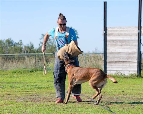 Premium Photo | Training of belgian shepherd