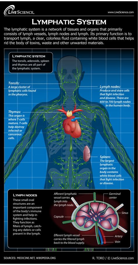 Lymphatic System: Facts, Functions & Diseases | Live Science