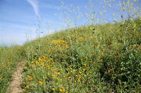 Chino Hills State Park | Hiking Chino Hills State Park | Wildflowers at Chino Hills State Park ...