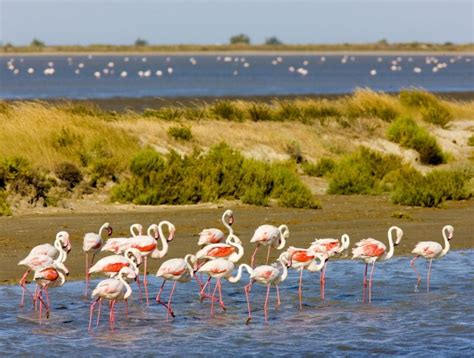 La Camargue » Voyage - Carte - Plan