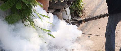 DIY Mosquito Control Is a Bad Idea - Leave This Job to the ...