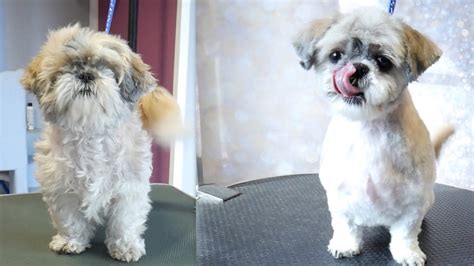 Shih Tzu Haircuts Before And After - Bleumoonproductions