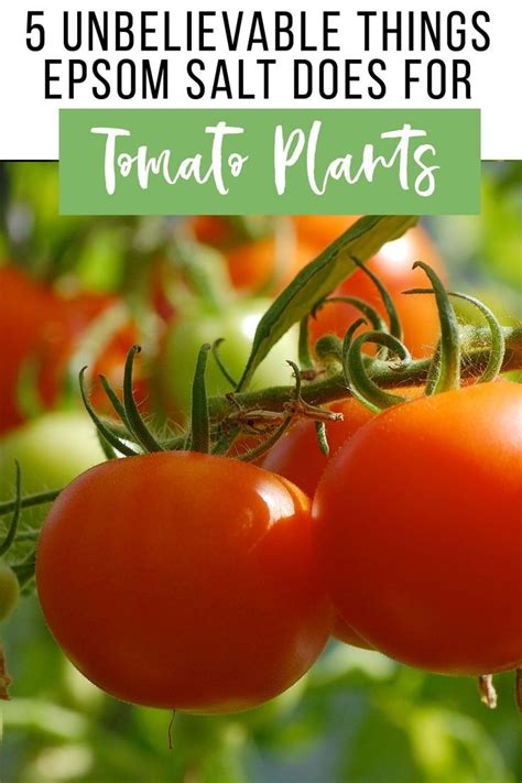 Facts About Epsom Salt & Tomato Plants | Epsom salt tomato plants, Growing tomatoes, Vegetable ...