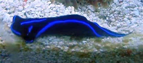 Blue Velvet Nudibranch (Casella atromarginata) - Tropical Fish Keeping