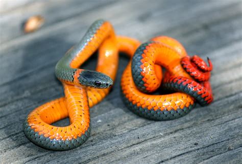 Pacific Ring-necked Snake (Diadophis punctatus amabilis) | Flickr