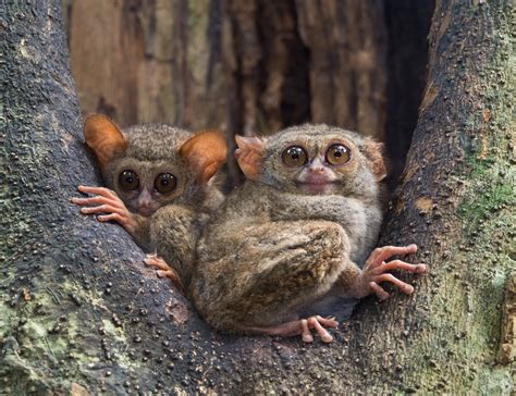 Spectral Tarsier, Tarsius tarsier | New England Primate Conservancy