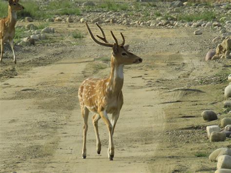 ANIMALS FOUND IN RAJAJI NATIONAL PARK | RAJAJI NATIONAL PARK