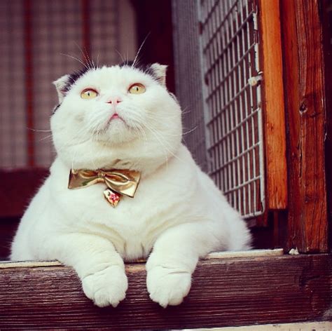 Five Japanese Cats to Follow on Instagram | F Newsmagazine