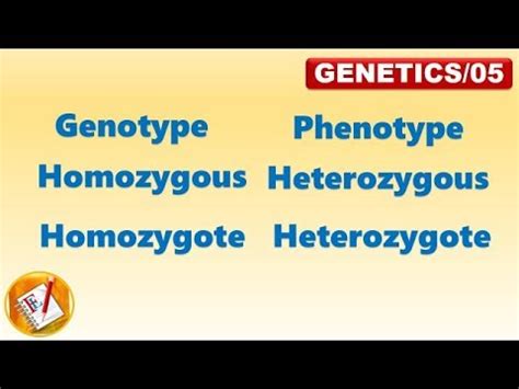 Genotype, Phenotype, Homozygous, Heterozygous, Homozygote, Heterozygote (FL-Genetics/05) - YouTube