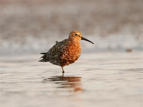 Curlew sandpiper (Calidris ferruginea)