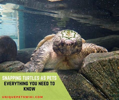 Snapping Turtles As Pets: 20-Things-You-Need-To-Know