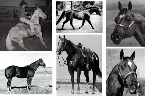 60 best Quarter Horse History images on Pinterest | Beautiful horses ...