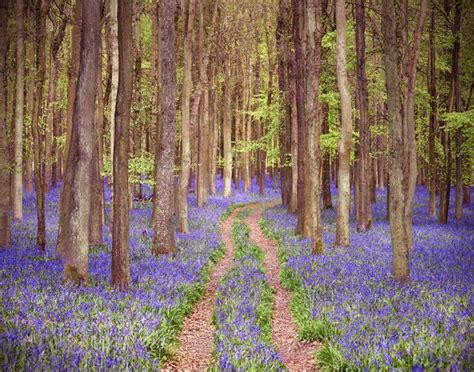 Bluebell Forest, England