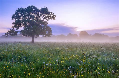 Download Flower Tree Nature Meadow HD Wallpaper