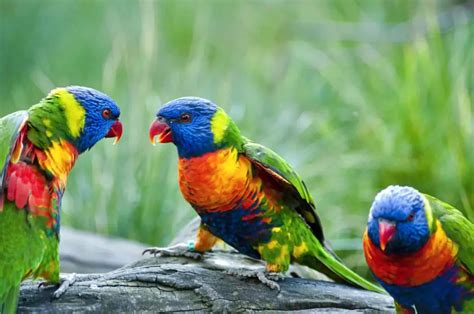 Is Rainbow Lorikeet a Great Pet for You? - Talkie Parrot