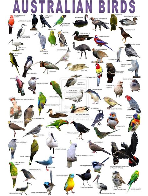 Australian Birds Poster | Australian native birds, Australian native ...