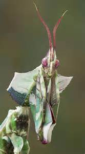 This giant devil's flower mantis looks like one of the aliens from Independence Day. : r ...