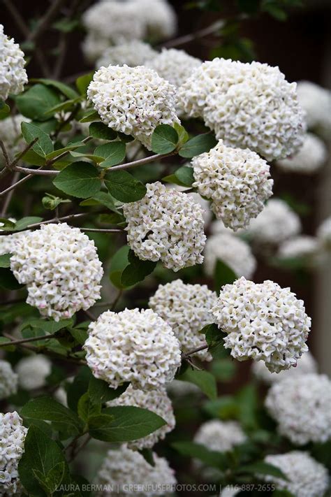 Fragrant Viburnum - DIY