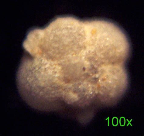 Louisville Fossils and Beyond: Upper Cretaceous Foraminifera