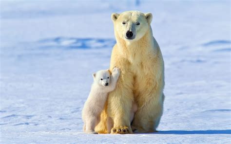 🔥 [71+] Baby Polar Bear Wallpapers | WallpaperSafari