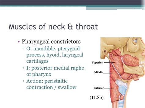 PPT - Chapter 11 Muscles PowerPoint Presentation, free download - ID:2074458