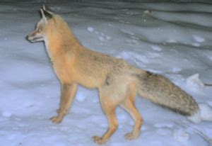 Sierra Nevada Red Fox