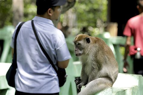 Foto: Tingkah Unik Monyet Ekor Panjang - Mongabay.co.id