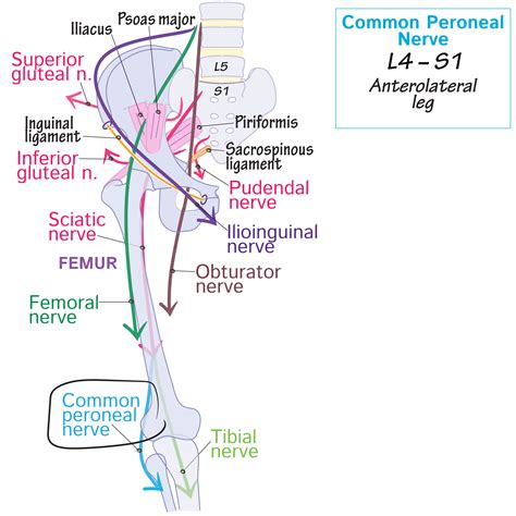 Gross Anatomy Glossary: Peroneal Nerve (aka Fibular Nerve) | Draw It to Know It