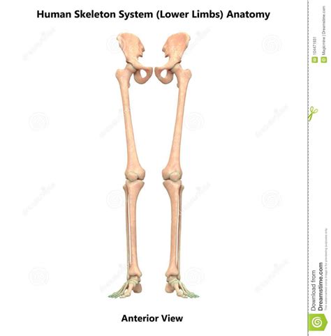 Human Body Skeleton System Lower Limbs Anterior View Anatomy Stock Illustration - Illustration ...