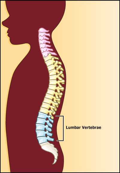 Magnetic Resonance Imaging (MRI): Lumbar Spine | Rady Children's Hospital