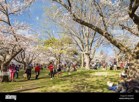 High Park Cherry Blossoms Stock Photo - Alamy