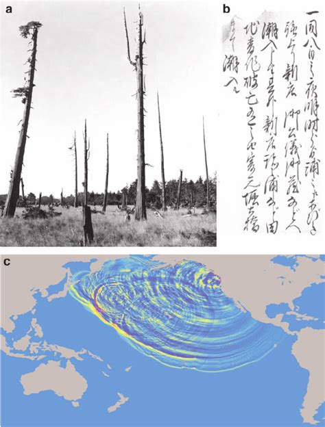 1700 Cascadia earthquake. ( a ) Durable trunks of western red cedar... | Download Scientific Diagram