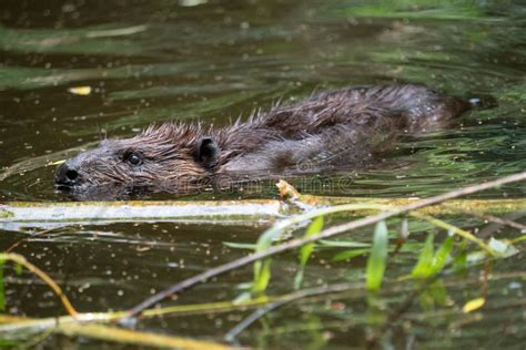 Castor canadensis swimming stock photo. Image of natural - 119749084