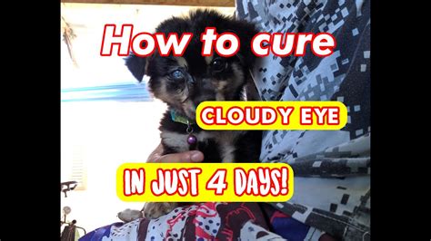 How I cured my dog's cloudy eye (in 4 days) - YouTube