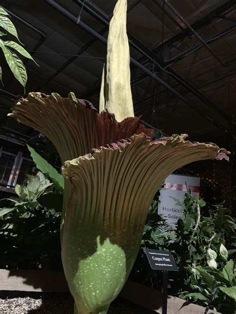 Rare ‘corpse flower’ famous for its size and smell draws hundreds to NC State | CBS 17