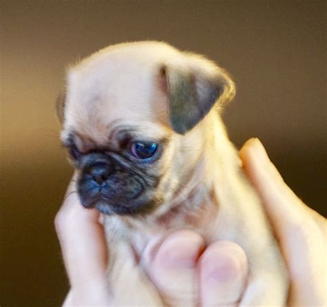 Adorable Baby Pug in Loving Hands