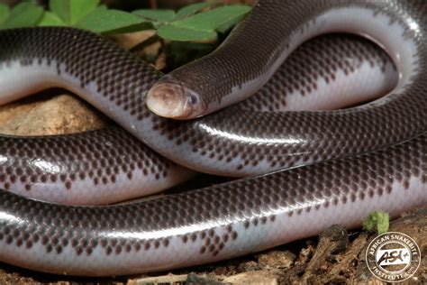 Delalande's Beaked Blind Snake - African Snakebite Institute