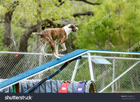 Dog In An Agility Competition Set Up In A Green Grassy Park Stock Photo ...