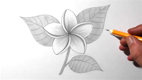 How to Draw a Jasmine Flower for Beginners | Pencil Drawing & Shading - YouTube