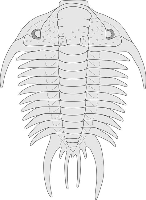 Fossil Trilobite Animal · Free vector graphic on Pixabay