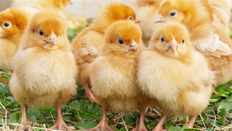 Almost 100 sick in Salmonella outbreak linked to backyard poultry ...