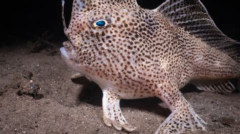 Photographer Snags Image of Rare Tasmanian Spotted Handfish » Explorersweb