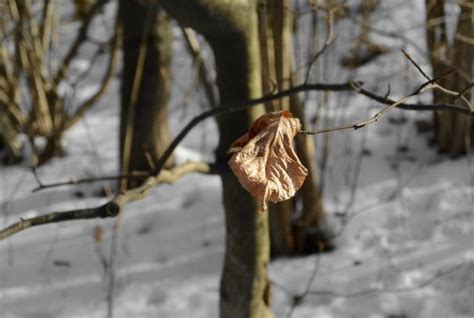 Free Images : driftwood, sea, tree, nature, sand, branch, snow, winter, wood, sunlight, flower ...