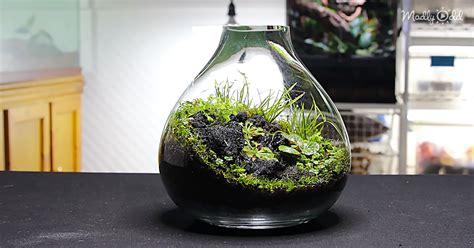 Creating A Terrarium For The Carnivorous Sundew Plant